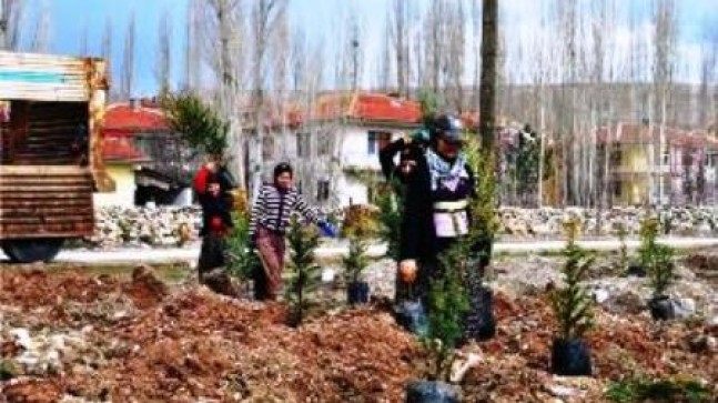 Çubuk’ta Ağaçlandırma Akkuzulu’dan Başladı